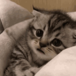 老骚逼求操视频
